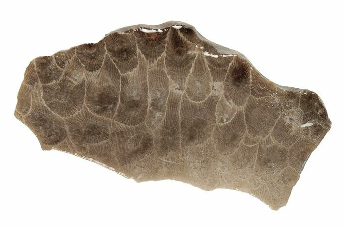 Polished Petoskey Stone (Fossil Coral) Slab - Michigan #204832